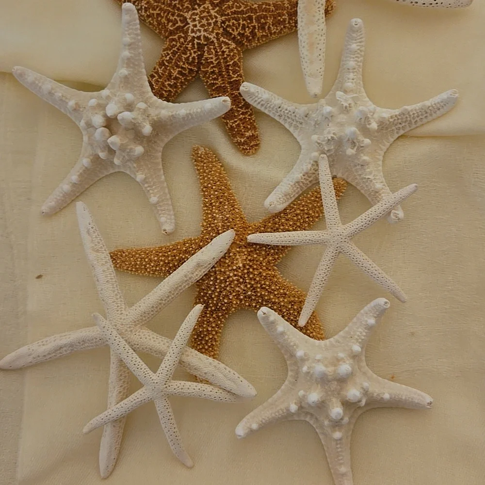 9 Assorted Starfish - Picture 1 of 8